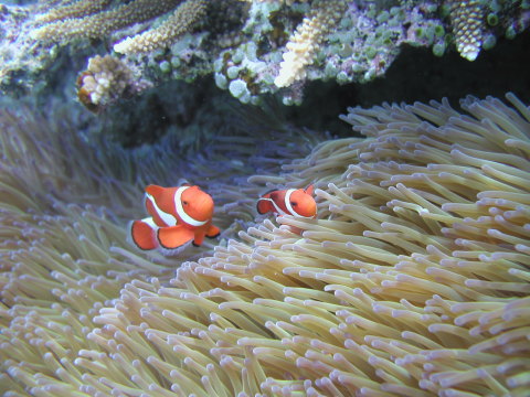 カクレクマノミ